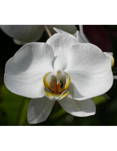 Orquídea blanca con base de plástico