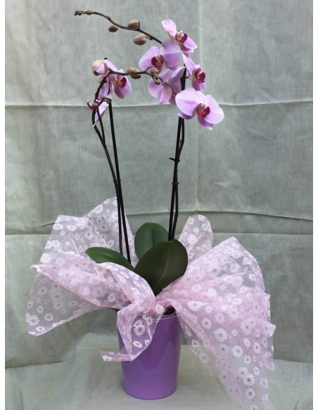Orquídea rosa 