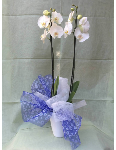 Orquídea blanca 