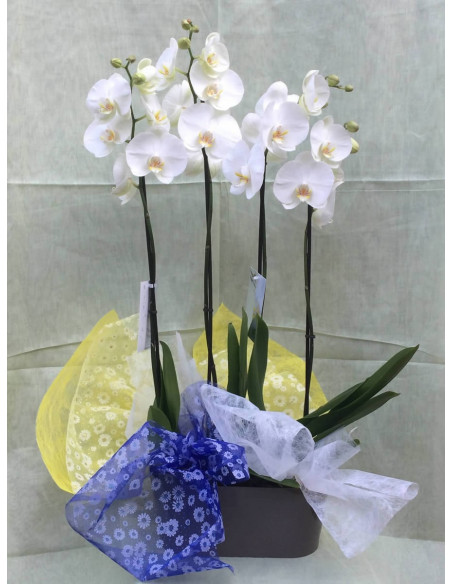 Centro de 2 orquídeas blancas