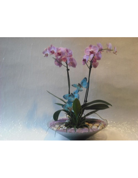Plato de orquídeas