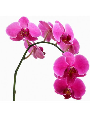 Orquídea con base de plástico