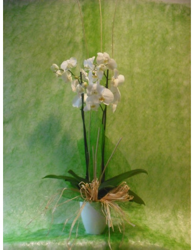 Orquídea con base de cerámica