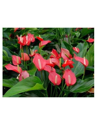 Anthurium decorado