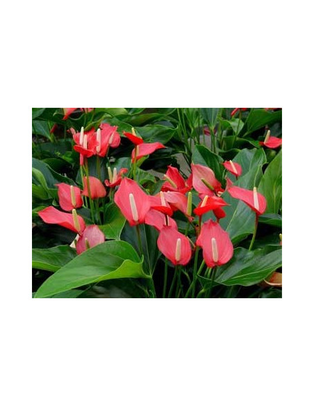 Anthurium con cerámica