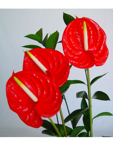 Centro de Anthurium Centro de Anthurium