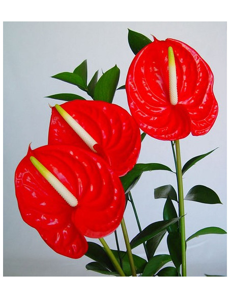 Centro de Anthurium Centro de Anthurium