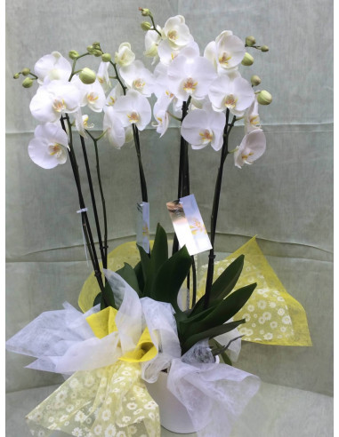 Centro de 3 orquídeas