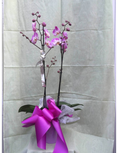 Orquídea gigante con base de cerámica