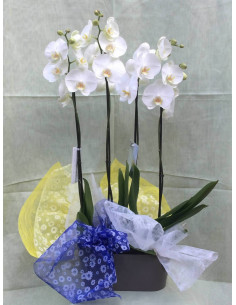 Centro de Orquídeas con base de plástico