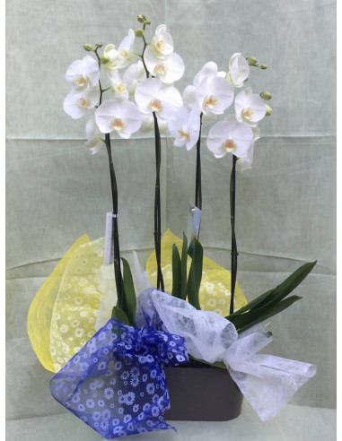 Centro de Orquídeas con base de plástico