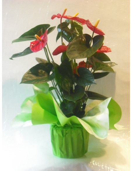 Anthurium decorado